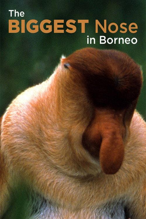The Biggest Nose in Borneo 2003 official movie poster