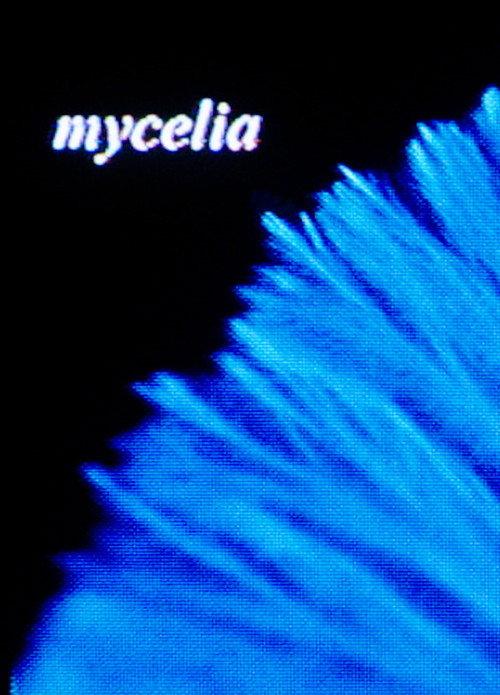 mycelia 2023 official movie poster