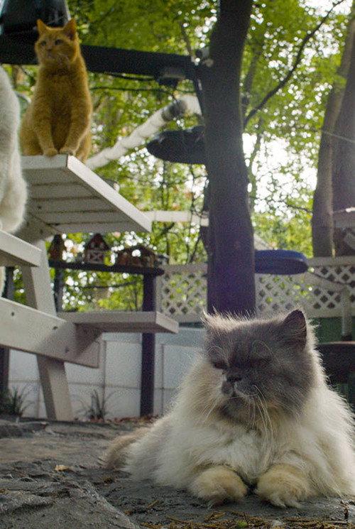 Cat Town, USA 2025 official movie poster