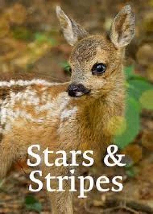 Stars and Stripes 2022 official movie poster