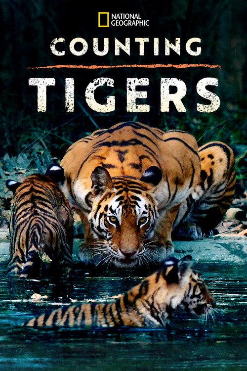 Counting Tigers 2019 official movie poster