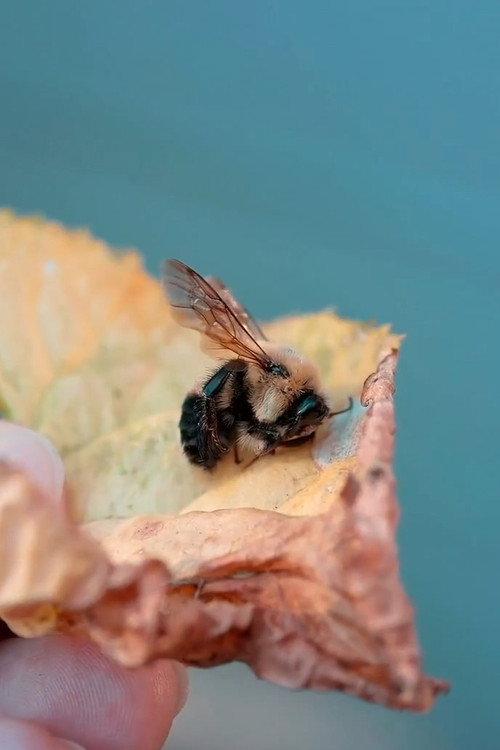 Des abeilles pour demain  official movie poster