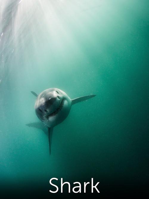 Shark: Beneath the Surface 2015 official movie poster
