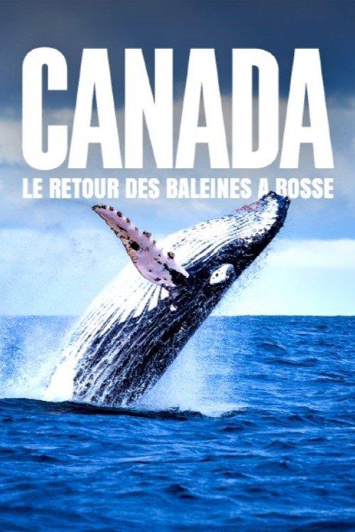 Le retour des baleines à bosse 2025 official movie poster