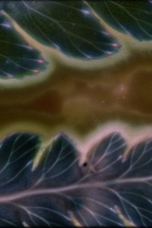 Phytophonics 2026 official movie poster