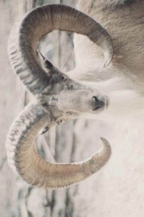 Paradies der Tiere 1979 official movie poster