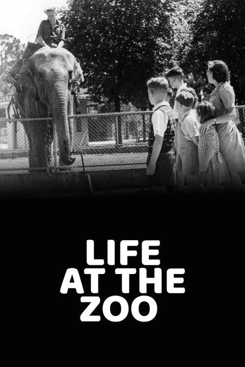 Life at the Zoo 1946 official movie poster