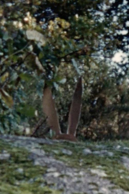 Un chasseur sachant chasser 1959 official movie poster