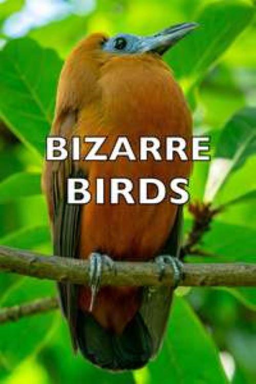Bizarre Birds 2014 official movie poster