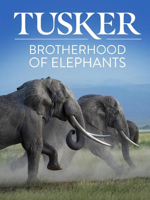 Tusker: Brotherhood of Elephants 2026 official movie poster