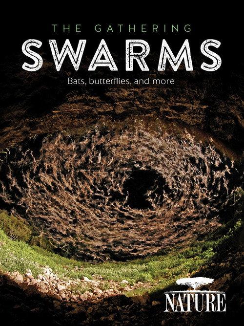 The Gathering Swarms 2014 official movie poster
