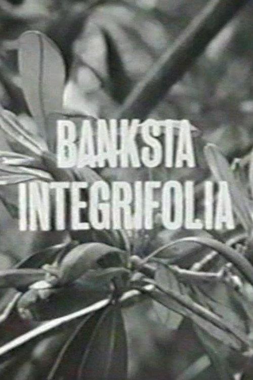 Banksia Integrifolia 1963 official movie poster
