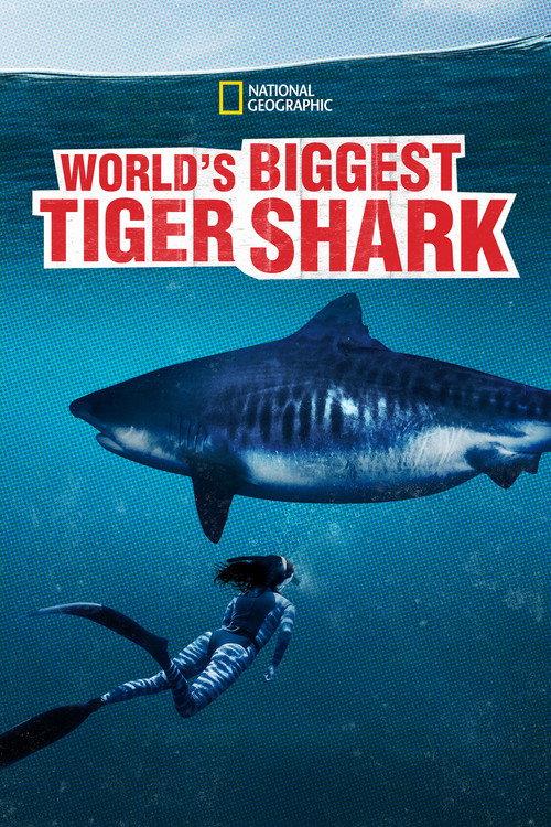 World's Biggest Tiger Shark 2020 official movie poster