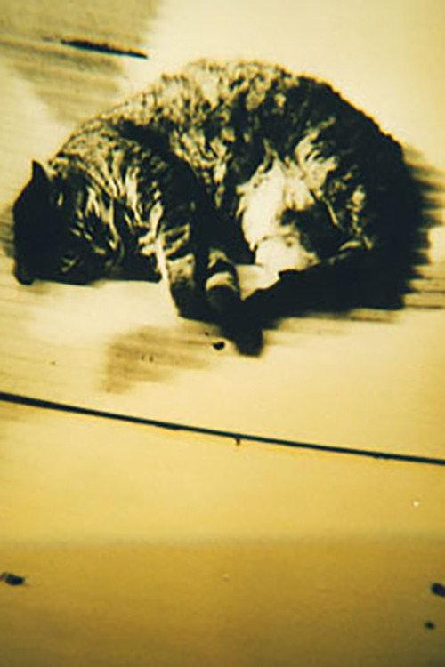 Animal Studies 1998 official movie poster