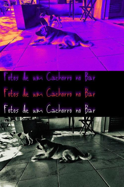 Pictures of a Dog at the Bar 2024 official movie poster