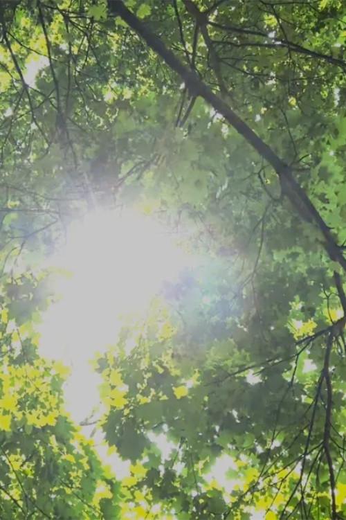 Dreams of Sunlight Through Trees 2024 official movie poster