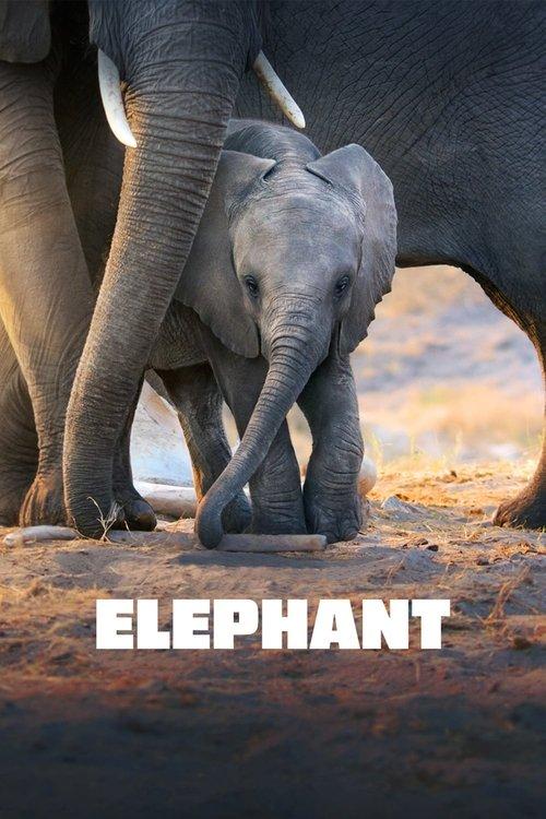Elephant 2020 official movie poster