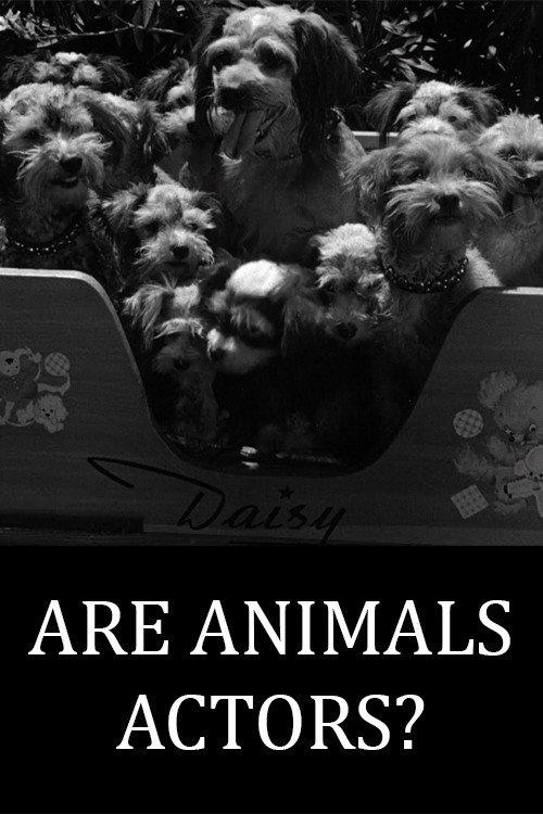 Are Animals Actors? 1945 official movie poster