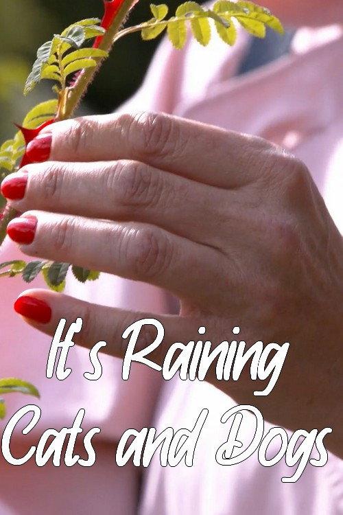It's Raining Cats and Dogs 2022 official movie poster