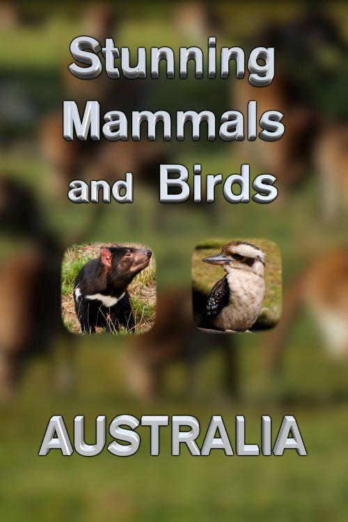 Stunning Mammals and Birds: Australia 2022 official movie poster