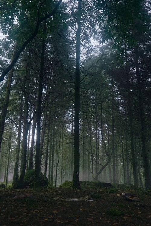 How to Grow a Walking Tree? 2022 official movie poster