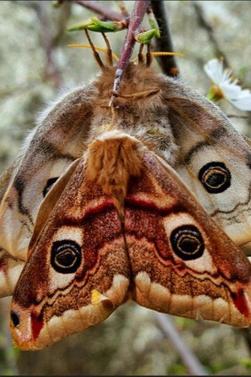 Purple Emperor 2026 official movie poster