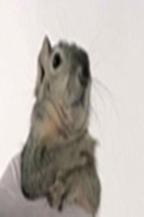 Western Gray Squirrel 2016 official movie poster