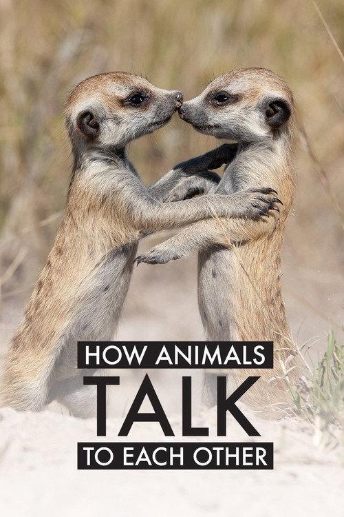 How Animals Talk To Each Other 2024 official movie poster