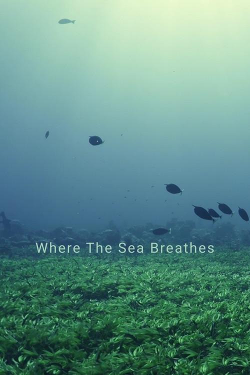 Where The Sea Breathes 2026 official movie poster