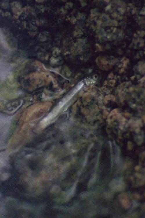 The Man Who Digs for Fish 1979 official movie poster