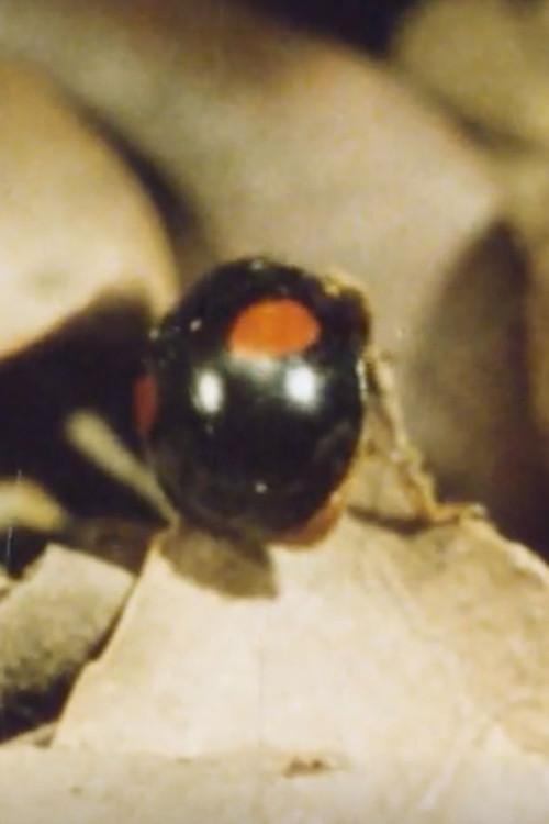 Ladybug, Ladybug, Winter Is Coming 1976 official movie poster