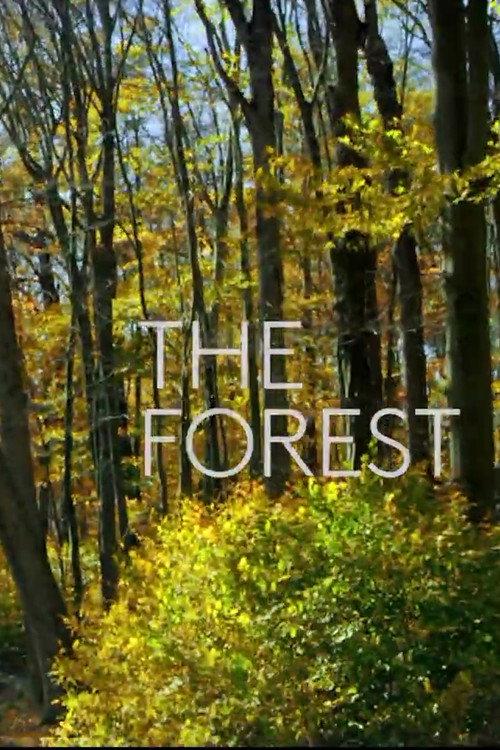 The Forest 2019 official movie poster
