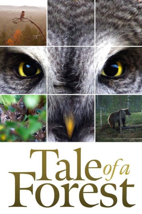 Tale of a Forest 2012 official movie poster