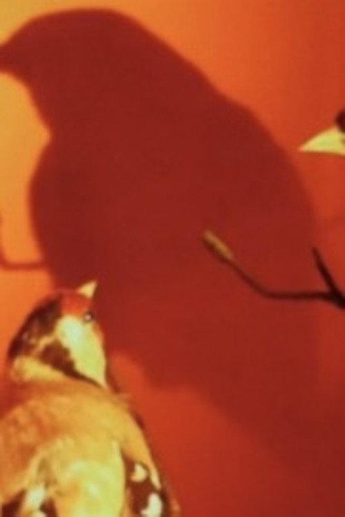 THE GOLDFINCH (After Fabritius) 2020 official movie poster