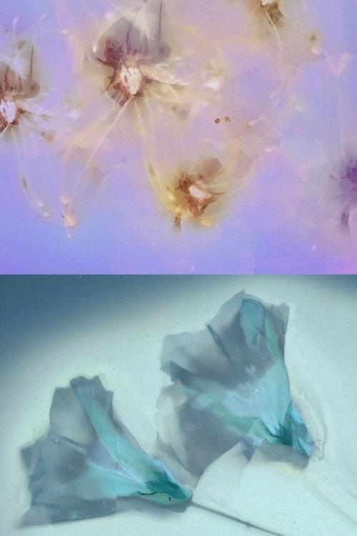 Flower Rain 2023 official movie poster