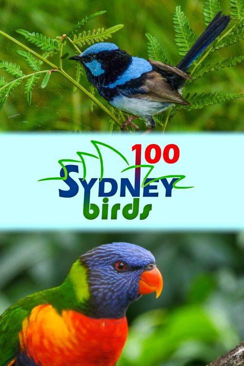 100 Sydney Birds 2022 official movie poster