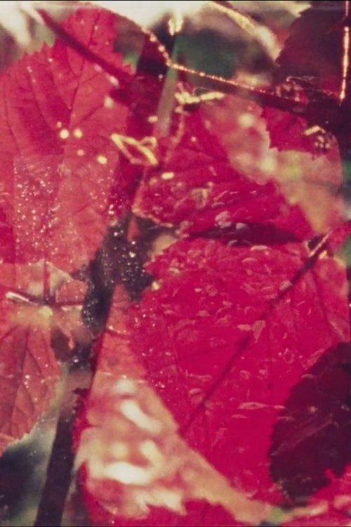 Summerfall Black Berries 1982 official movie poster