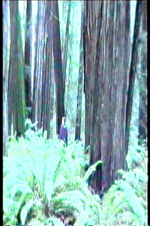 Dreamer 1999 official movie poster