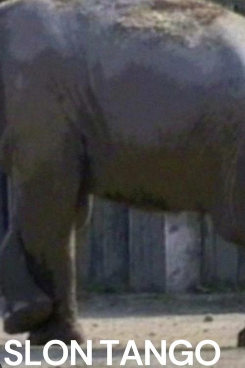 Slon Tango 1993 official movie poster