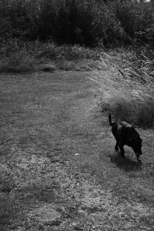 Black Dog 2020 official movie poster