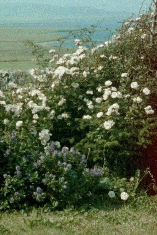 Glimpses from a Visit to Orkney in Summer 1995 2020 official movie poster