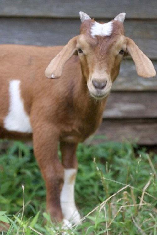 If it Won’t Hold Water, it Surely Won’t Hold a Goat 2014 official movie poster