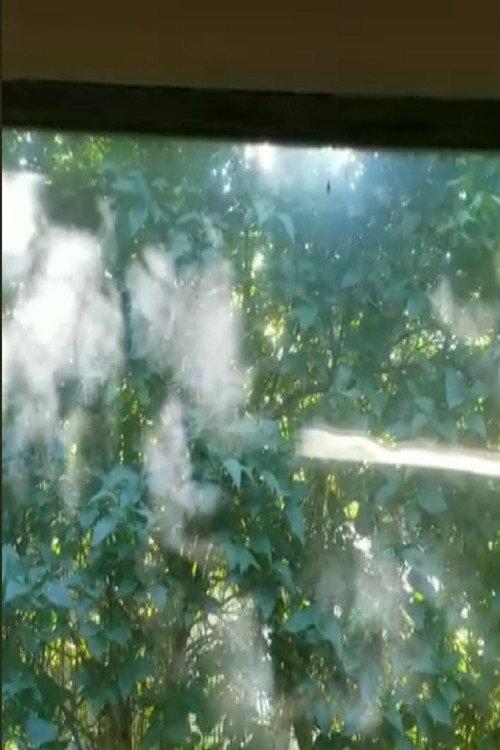 Leaves of Light 2022 official movie poster