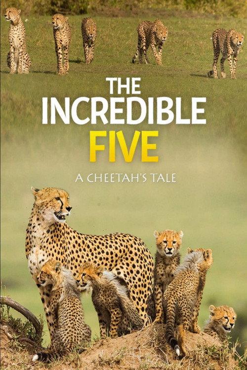 The Incredible Five: A Cheetah's Tale 2020 official movie poster