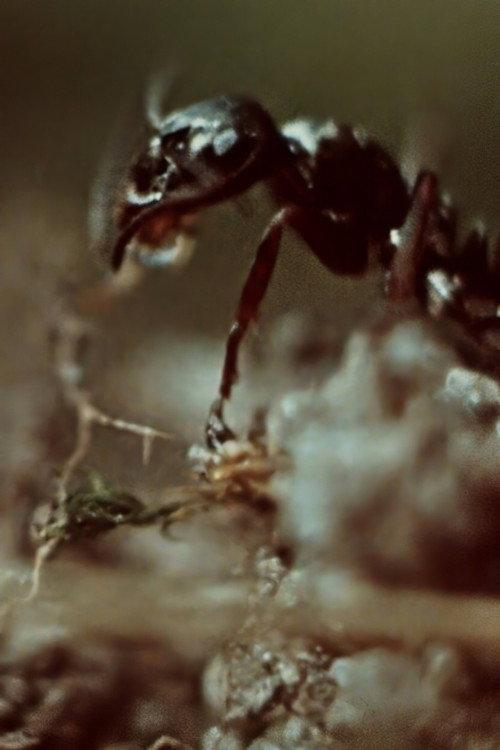 Ant Trails 1956 official movie poster