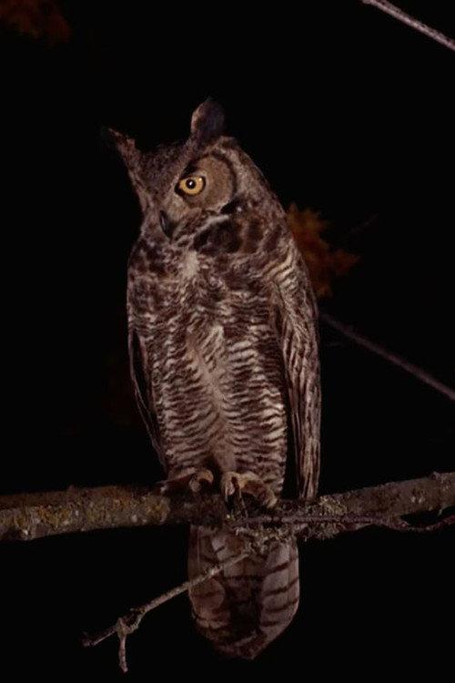 The Owls 2001 official movie poster