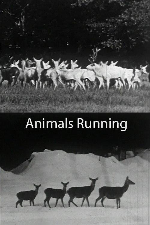 Animals Running 1974 official movie poster