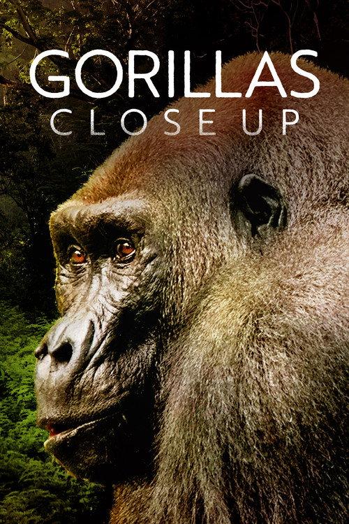 Gorillas Close Up 2022 official movie poster