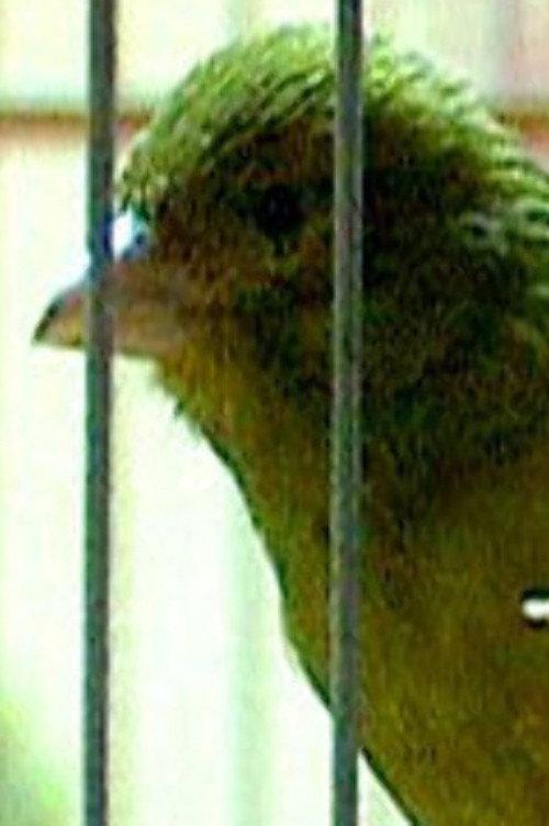 Russian Canary 2003 official movie poster