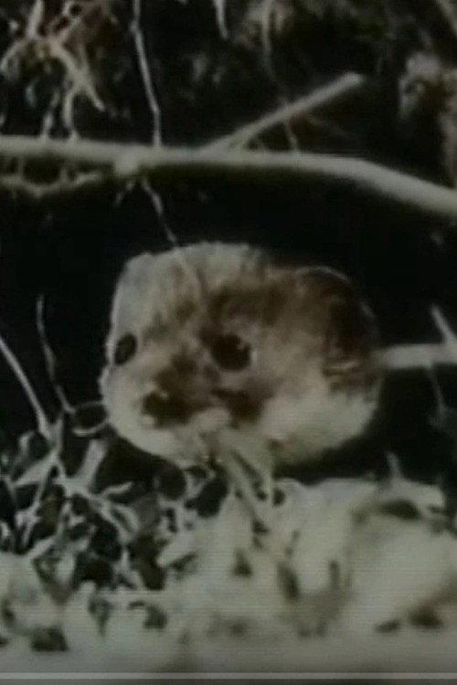 The Weasel 1962 official movie poster